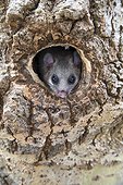 Edible Dormouse coming out an old Green Woodpecker nest - GB