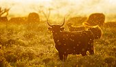 Camargue Cattle at sunset with mosquitos - Camargue France
