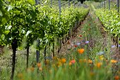 Organic Vineyard - Orschwihr Alsace France
