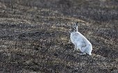 Mountain Hare sitting among burned heather - Scotland