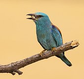 European Roller with a prey in the bill at spring - Spain