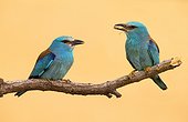European Rollers perched on a tree at spring - Spain