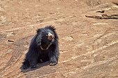 Sloth bear on rocks - Sandur Mountain Range India 