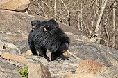 Sloth bear and youngs - Sandur Mountain Range India  ; mother carrying babies on the back