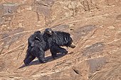 Sloth bear and youngs - Sandur Mountain Range India  ; mother carrying babies on the back