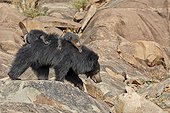 Sloth bear and youngs - Sandur Mountain Range India  ; mother carrying babies on the back