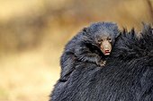 Sloth bear and young - Sandur Mountain Range India  ; mother carrying babies on the back
