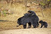 Sloth bear and youngs - Sandur Mountain Range India  ; mother carrying babies on the back