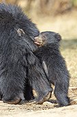 Sloth bear and young - Sandur Mountain Range India  ; mother carrying babies on the back