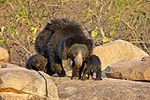 Sloth bear and youngs - Sandur Mountain Range India 