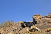 Sloth bears on rocks - Sandur Mountain Range India 