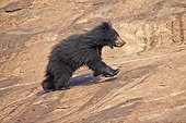 Sloth bear on rock - Mountain Sanduru India