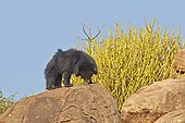 Sloth bear on rock - Mountain Sanduru India