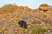 Sloth bear on rocks - Mountain Sanduru India
