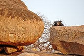 Sloth bear on rock - Mountain Sanduru India