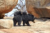 Sloth bears and youngs - Mountain Sanduru India ; mother carrying babies on the back