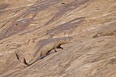 Ruddy mongoose on rock - Mountain Sanduru India