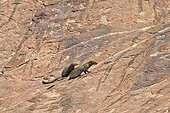 Ruddy mongooses on rock - Mountain Sanduru India