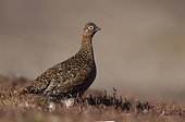 Female Red Grouse amongst heather at spring - Scotland