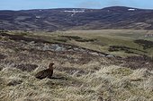 Male Red Grouse amongst heather at spring - Scotland