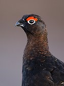 Head details of a male Red Grouse at spring - Scotland