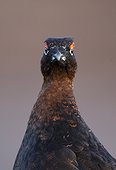 Head details of a male Red Grouse at spring - Scotland