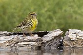 Serin perched on a log at spring - Spain