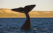 Southern Right Whale tail on the surface - Argentina 