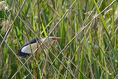 Little Bittern male in a reed bed - Luxembourg