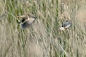Little Bitterns flying in a reed bed - Luxembourg  ; Male pursuing the female in the reedbed at the time of courtship