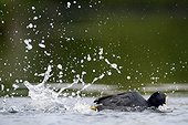 Coot  swimming rapidly - Luxembourg ; pursued by a great crested grebe