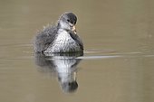 Young Coot on the water and reflection - Luxembourg 