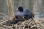 Coot on nest with chicks - Luxembourg 