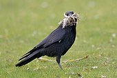 Carrion Crow collecting feathers - Luxembourg  ; building materials from its nest 
