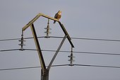 Rough-legged Buzzard on electricity pylon - Luxembourg