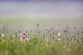 Wild cat in a spring meadow - Vosges France
