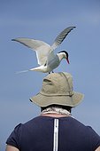 Arctic tern on the head of a tourist - Farne Islands UK ; Arctic Tern defending its territory in passing tourists on the road near the nests