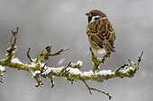 Eurasian Tree Sparrow on branch in winter - Lorraine France 