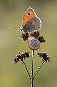 Small Heath and Snail on dryed flower - Lorraine France