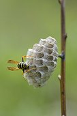 Paper wasp on its nest - Lorraine France