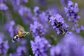 Olive Bee Hawk-moth flitting flight in lavender - France