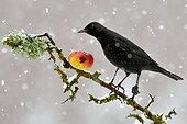 Blackbird eating an apple in the snow - France 