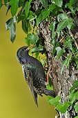 Common Starling feeding in the nest - Lorraine France