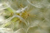 Meadow salsify seeds - Lorraine France 