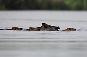 Wild boar with young swimming through the water - Germany
