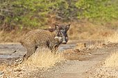 Indian wild boar in the savannah - Velavadar Gujarat India