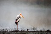 Painted stork in water - Ranthambore India