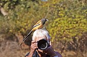 Rufous treepie on the head of a tourist - Ranthambore India