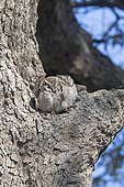 Collared scops owl couple at rest - Ranthambore India