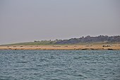 Gharial on the bank of river Chambal - Uttar Pradesh India ; in background, some tractors extract sand from the riverbank 